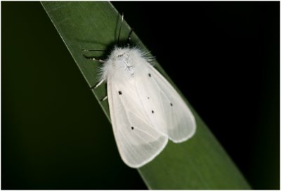 Mendicabeer - Cycnia mendica