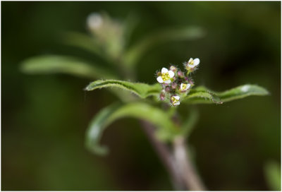 gewoon Herderstasje - Capsella bursa-pastoris