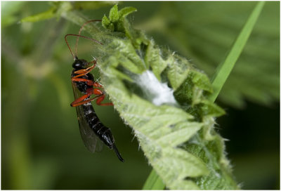 Sluipwesp - Ichneumonidae