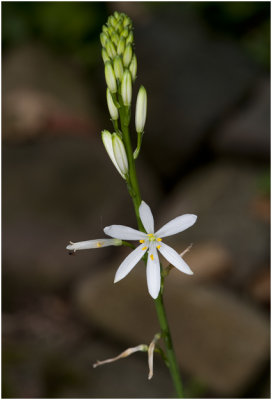 grote Graslelie - Anthericum liliago