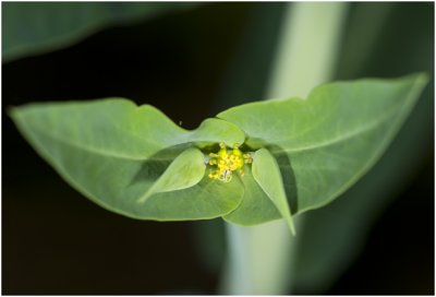 kruisbladige Wolfsmelk - Euphorbia lathyris