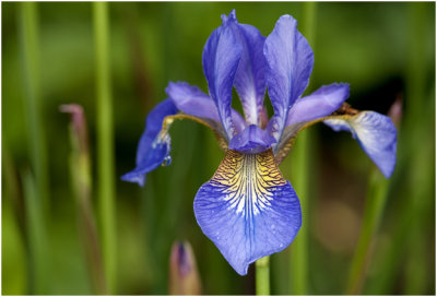 blauwe Lis - Iris germanica