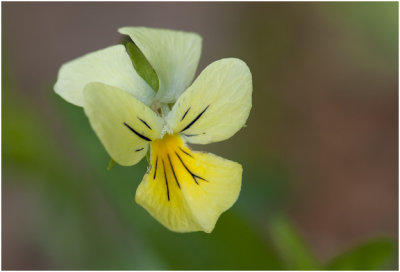 Zinkviooltje - Viola lutea