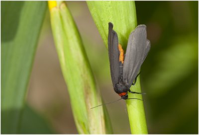 zwart Beertje  - Atolmis rubricollis