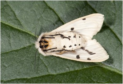 gele Tijger - Spilosoma lutea