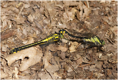 Beekrombout - Gomphus vulgatissimus