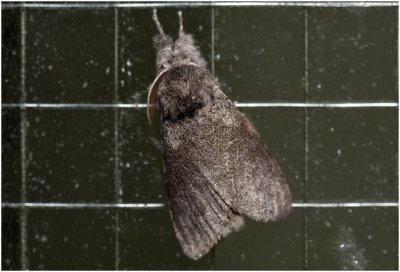 Meriansborstel - Calliteara pudibunda