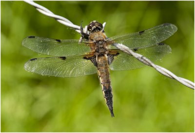 Viervlek - Libellula quadrimaculata
