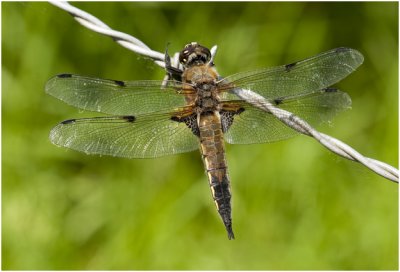  Viervlek - Libellula quadrimaculata