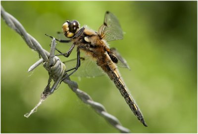 Viervlek - Libellula quadrimaculata
