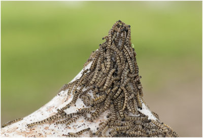 rupsen van Wilgenstippelmot - Yponomeuta rorrella