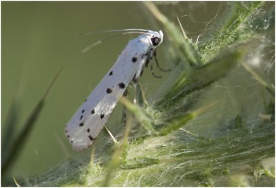 Distelhermelijntje - Myelois circumvoluta