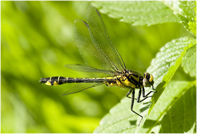 Beekrombout - Gomphus vulgatissimus