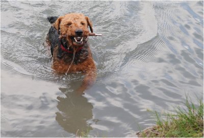 Noah - spelen in het meer