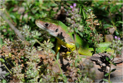 le Lézard vert ou Limbert - Oostelijke Smaragdhagedis