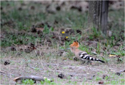 La huppe fascie - de Hop