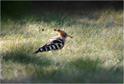 La huppe fascie - de Hop