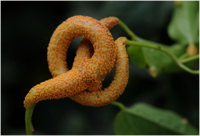 Pure kunst uit de natuur