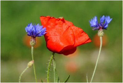 deux Bleuet des champs et le Coquelicot