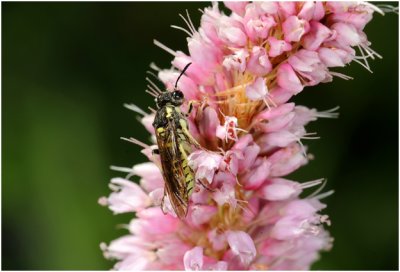 Tenthredo notha ( bladwesp ) op adderwortel