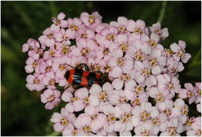 le Clairon des Abeilles - Bijenwolf