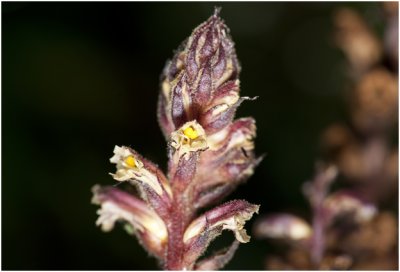 klimopbremraap - Orobanche hederae