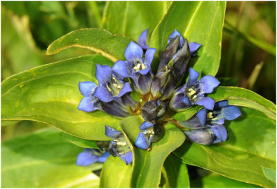 Gentiane croisette - Kruisblad Gentiaan  - Gentiana crusiata