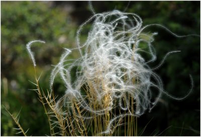 Stipe penne - Vedergras - Stipa pennata