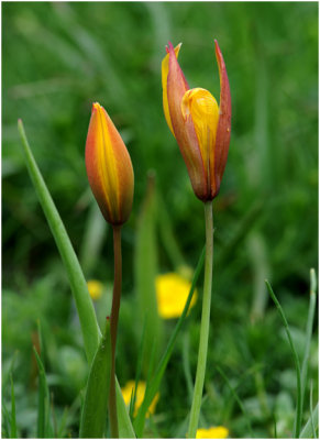 Col de Larche - La Tulipe australe - Zuidelijke Tulp