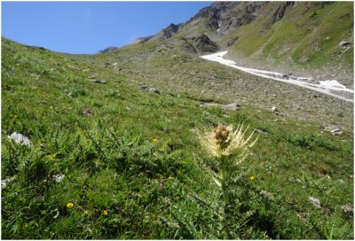 Ceillac - montagne du Cristillan