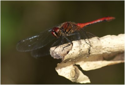 bloedrode Heidelibel - Sympetrum sanguineum