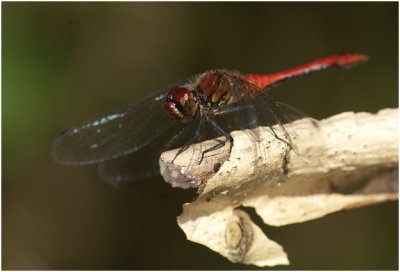 bloedrode Heidelibel - Sympetrum sanguineum