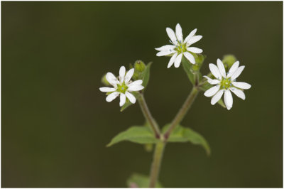 Vogelmuur - Stellaria media