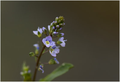 rode Waterereprijs - Veronica anagallis-aquatica