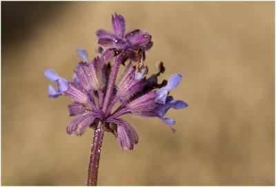 Kranssalie - Salvia verticillata