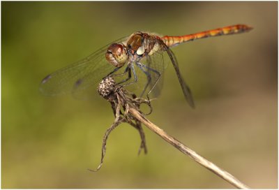 bruinrode Heidelibel - Sympetrum striolatum