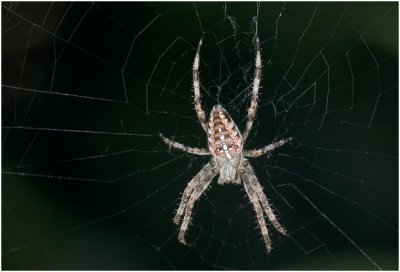 gewone Kruisspin - Araneus diadematus