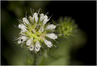 kleine Kaardebol - Dipsacus pilosus