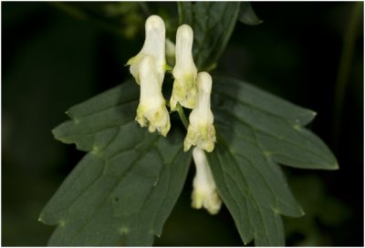 gele Monnikskap - Aconitum vulparia