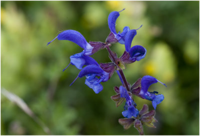 Veldsalie - Salvia pratensis