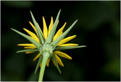 gele Morgenster - Tragopogon pratensis