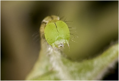 Roesje - Scoliopteryx libatrix