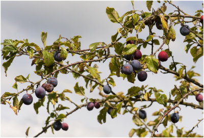 Pruimenboom - Prunus domestica