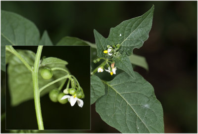 zwarte Nachtschade - Solanum nigrum