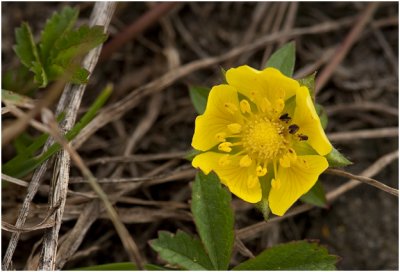 Vijfvingerkruid - Potentilla reptans