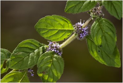 Akkermunt - Mentha arvensis