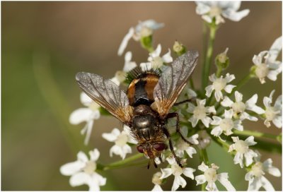 Woeste sluipvlieg - Tachina fera