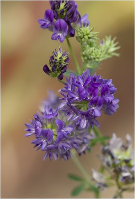 Luzerne - Medicago sativa