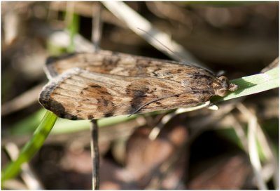 Grasmot - Nomophila noctuella.