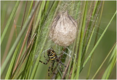 Tijger- of Wespenspin - Argiope bruennichi